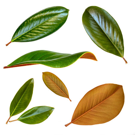 Magnolia leaves isolated on white.  Collection with front, rear and side viewsの写真素材