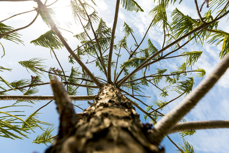 The view up the trunk of a pine tree. It is a bright, sunny day.
