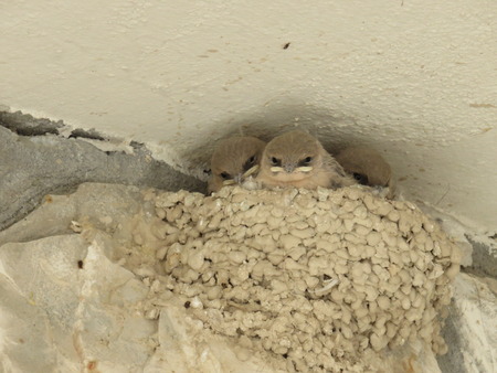 Nest of baby birdsの写真素材