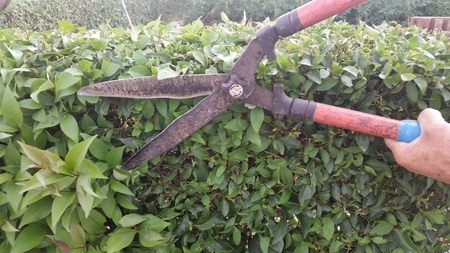man cutting the hedge
