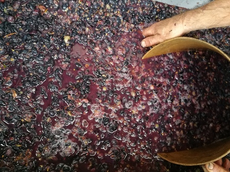 production of wine homeの写真素材