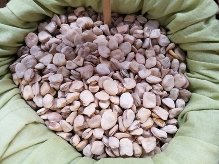 grass pea