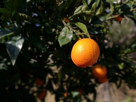 oranges on the treeの写真素材