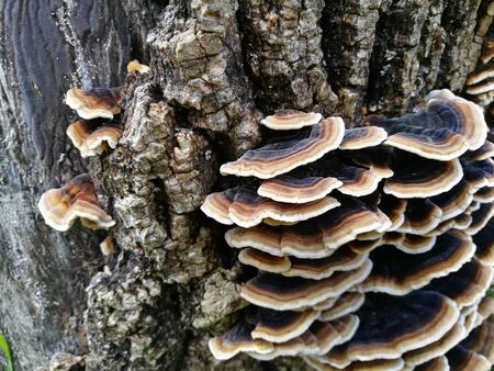 mushroom on the trunkの写真素材