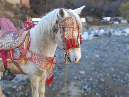 berber horseの写真素材