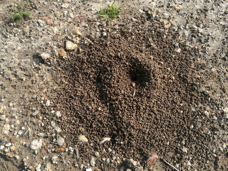 lair of the antsの写真素材