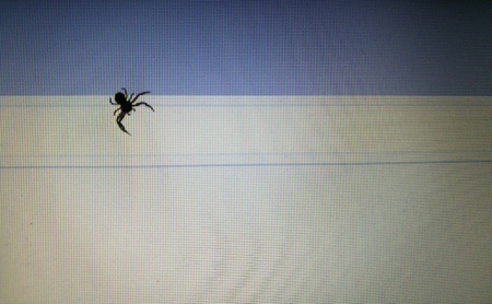 spider on screen pcの写真素材