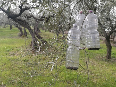 insect trapsの写真素材