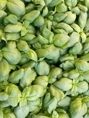 basil