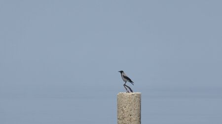 bird minimalの写真素材