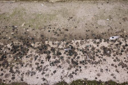 guano pigeons in the city