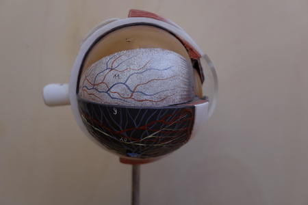 plastic eyeballの写真素材