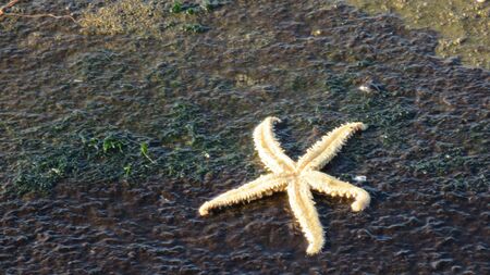 starfish on the beachの写真素材