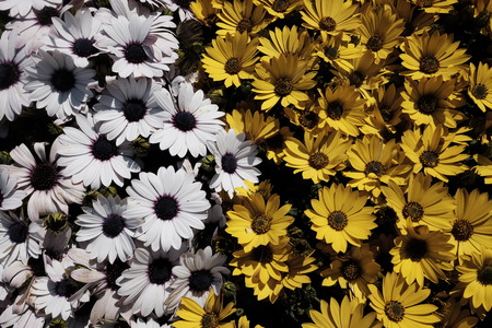 composition of spring flowersの写真素材