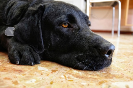 Black Labrador portraitの写真素材