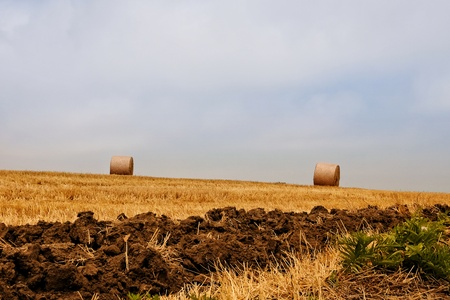 field with round bales