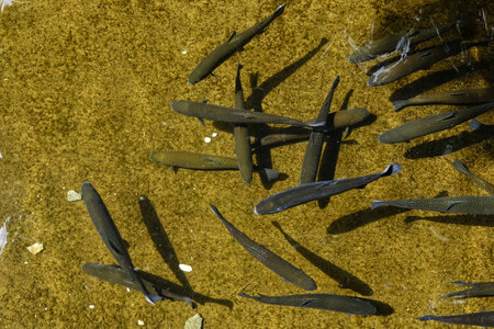 Breeding trout in Abruzzo