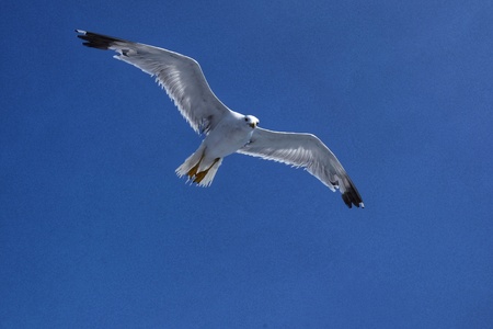 seagulls following ferry