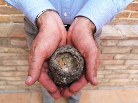 empty bird nest in hands