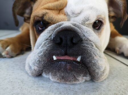 cute closeup of bull dogの写真素材