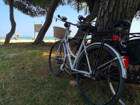 bicycles parked under the pine forest of silvi marina