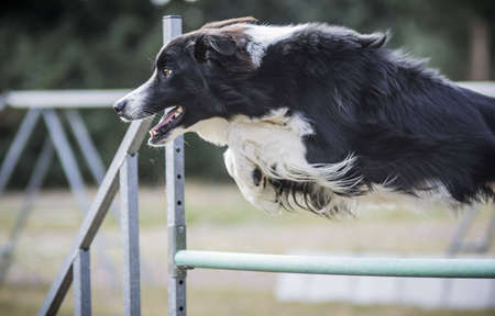 Jumpingの写真素材