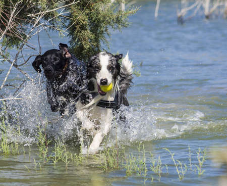 Two dogs, one ballの写真素材
