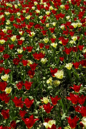 Tulips in the flower bedの写真素材