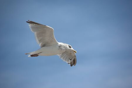 Seagull in flight の写真素材