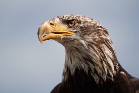 Soon Eagle Juvenile