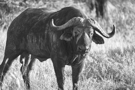 Water Buffalo Big Five Africaの写真素材