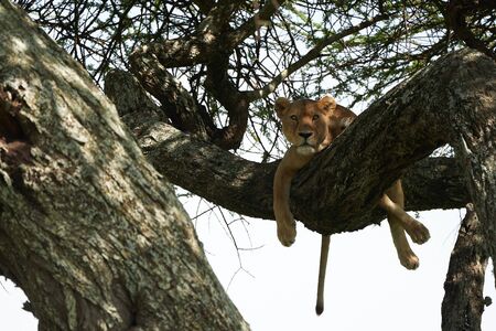 Lioness Tree Climbing Relaxing Big Five Africaの写真素材