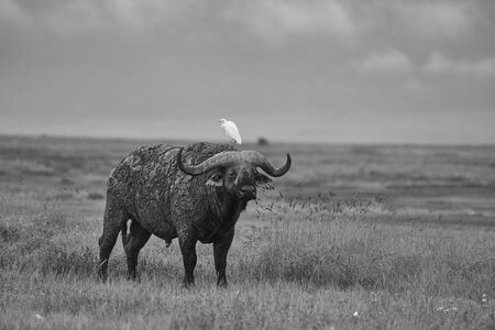 Water buffalo Bubalus bubalis Bubalus arnee Africa