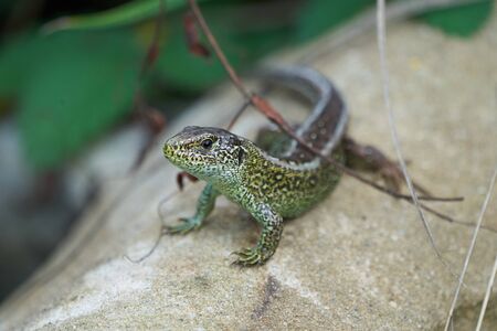 Sand lizard (Lacerta agilis) sand lizard animalの写真素材