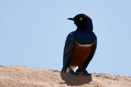 Superb starling Lamprotornis superbus formerly known as Spreo superbus Kenya Tanzaniaの写真素材