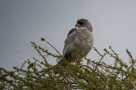 Goshawk eastern pale chanting goshawk or Somali chanting goshawk Melierax poliopterus Dark chanting goshawk Melierax metabatesの写真素材