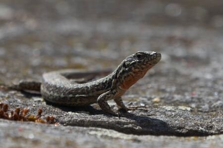 Lizard viviparous lizard Zootoca vivipara formerly Lacerta vivipara Lacerta agilis Reptile Close up Portrait Clearの写真素材
