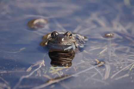 Water frog Pelophylax and Bufo Bufo in mountain lake with beautiful reflection of eyes. High quality photoの写真素材