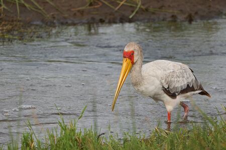  Yellow-billed stork Mycteria ibis also called wood stork or wood ibis arge African wading stork family Ciconiidae Portrait. High quality photoの写真素材