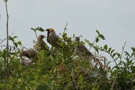 wattled starling Creatophora cinerea group together bushの写真素材
