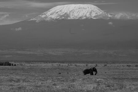 Elephant Group Amboseli - Big Five Safari -Kilimanjaro African bush elephant Loxodonta africanaの写真素材
