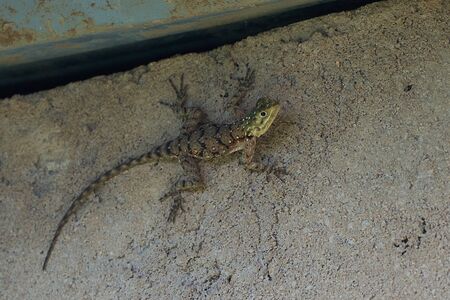 Common agama red headed rock agama or rainbow agama a lizard family Agamidae female Amboseli Kenya....