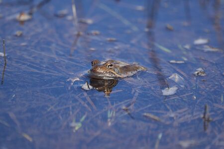 Water frog Pelophylax and Bufo Bufo in mountain lake with beautiful reflection of eyes. High quality photoの写真素材