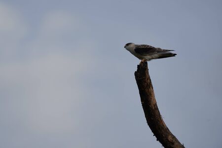 black-winged kite Elanus caeruleus also known as the black-shouldered kite . High quality photoの写真素材