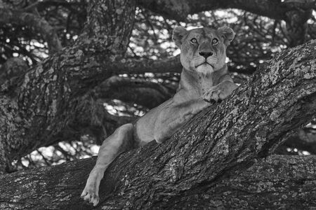 Lioness tree climbing Serengeti - Lion black and white bnwの写真素材