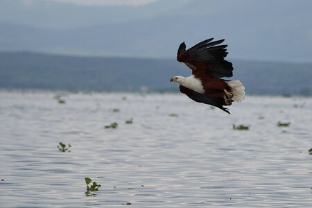 African Fish Sea Eagle Catching Fish Lake Hunting Haliaeetus vociferの写真素材