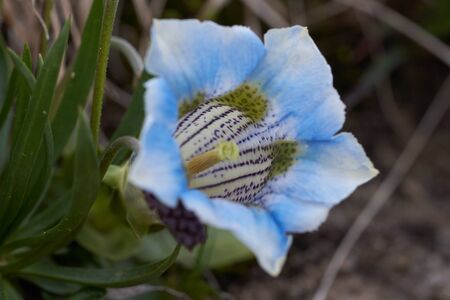 Gentiana acaulis large flowered native to Europe alpine floraの写真素材