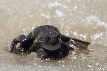 Bufo Bufo in mountain lake ICE Spring awakaning. High quality photoの写真素材