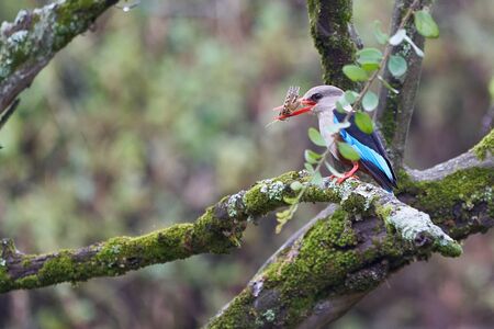 Grey headed kingfisher Halcyon leucocephala with grasshopper catchの写真素材