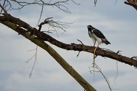 Augur buzzard Couple Buteo augurarge African bird of prey with catch eastern green mamba Dendroaspis angusticeps highly venomous snake . High quality photoの写真素材